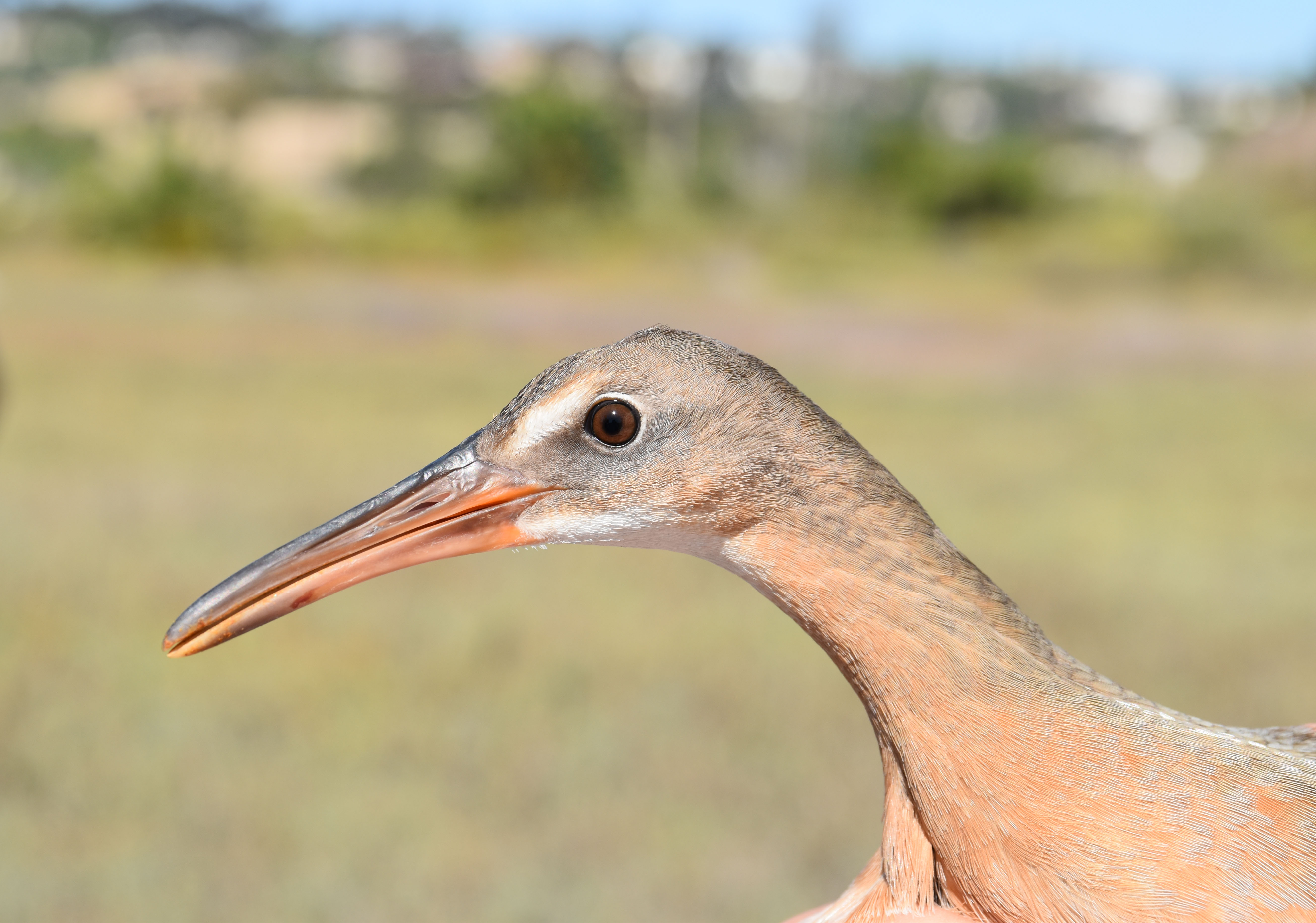 lightfooted Ridgway's rail.jpg FWS.gov